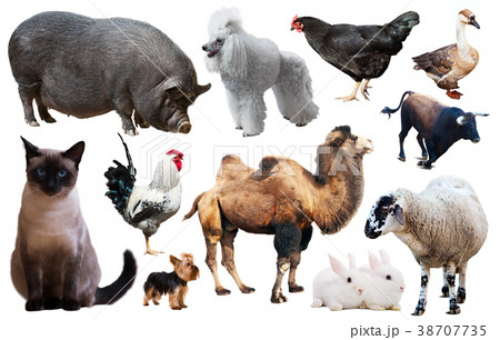 collection farm animals collection farm animals 38707735