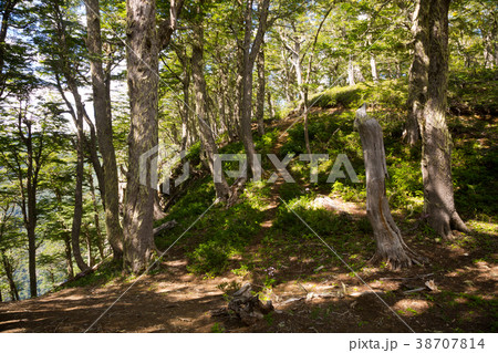 Hilltop forest views 38707814