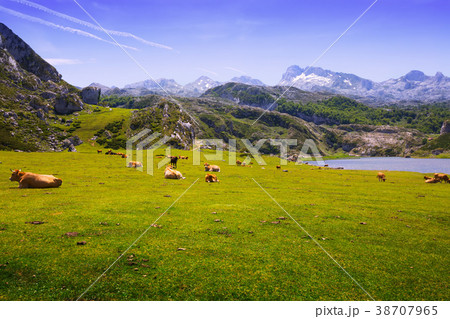 View of Ercina lake in summer. Asturias 38707965