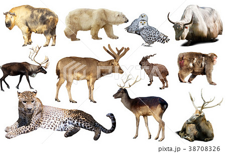 asia animals isolated 38708326
