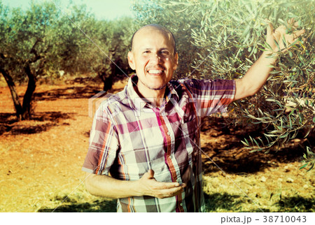 gardener in olive tree garden gardener in olive tree garden 38710043