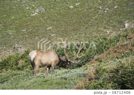 ロッキーマウンテン国立公園のエルク 38712406
