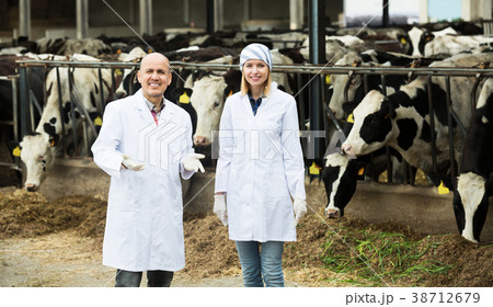 Workers taking care of cows 38712679