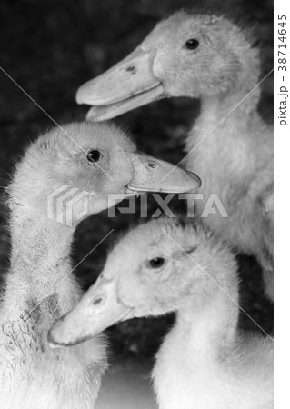 three ducklings background pattern 38714645
