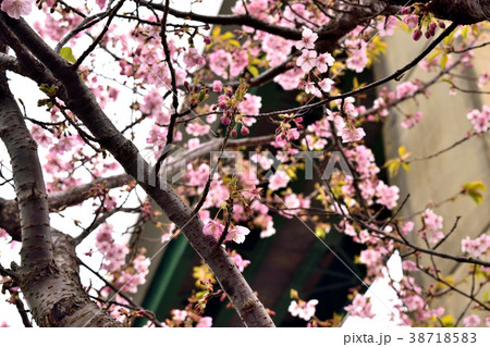 河津桜 咲き始めの花とつぼみ 38718583