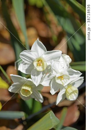 ニホンズイセン(日本水仙) ニホンズイセン(日本水仙) 38718636