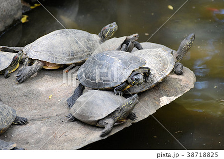 石切神社 石切神社 38718825