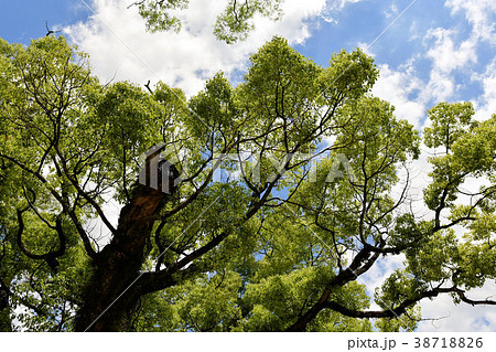 石切神社 38718826