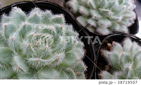 花屋さんの日常　エケベリア セトーサ デミヌー 38719507