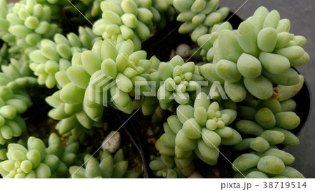 花屋さんの日常 コチレドン ペンデンス 花屋さんの日常 コチレドン ペンデンス 38719514