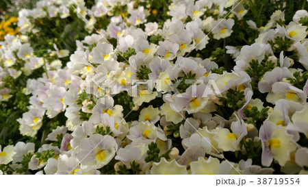 花屋さんの日常　ネメシア　ピンクレモネード 38719554
