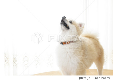 可愛い室内犬 38719879