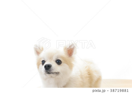 可愛い室内犬 38719881