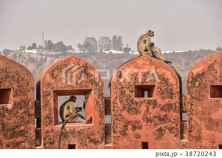 インドのジャイプル　アンベール城のジャイガル要塞　砦で休息するハマヌーン・ラングールの家族 38720243