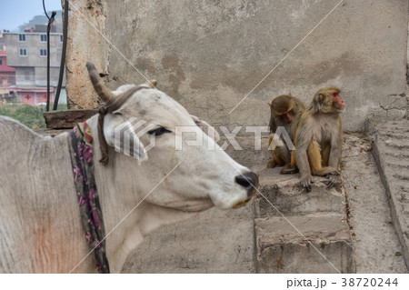 インド　ジャイプルのガルタ　住居に現れた野猿と牛 38720244