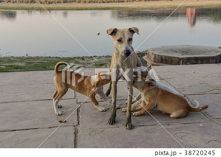 インドのアーグラー タージマハル近辺のヤムナー川 母犬と母乳を飲む子犬達の写真素材