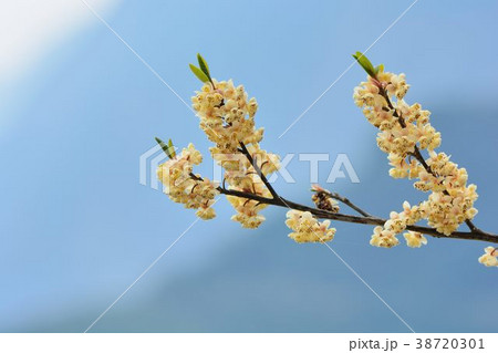 黒文字 春 泉 38720301