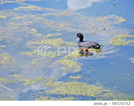 Coot waterbird with 2 chicks Coot waterbird with 2 chicks 38720752