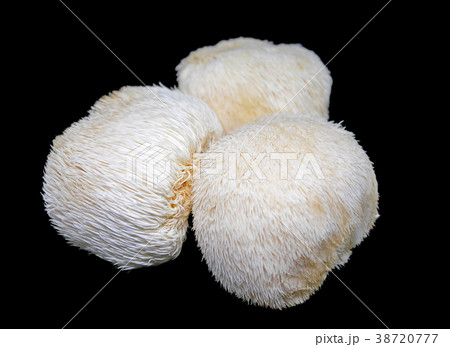 Lion's mane mushroom on black background Lion's mane mushroom on black background 38720777