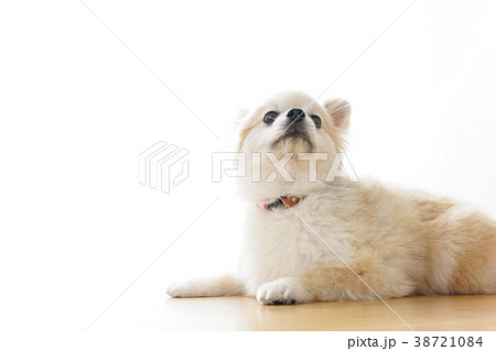 リラックスする犬の写真素材