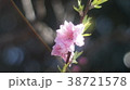 八重桜 38721578