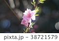 八重桜 38721579