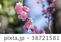 八重桜 38721581