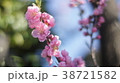 八重桜 38721582