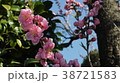八重桜 38721583