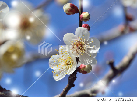 梅の花咲く早春 38722155
