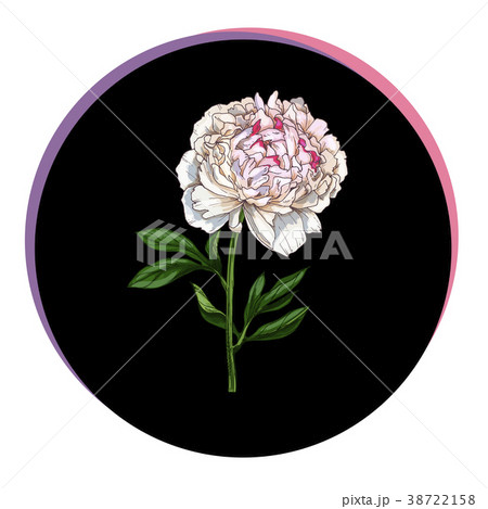 Beautiful peony flower in a black circle. 38722158