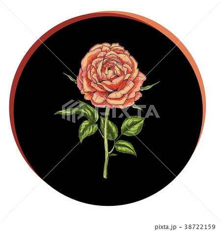Beautiful rose flower in a black circle.  38722159