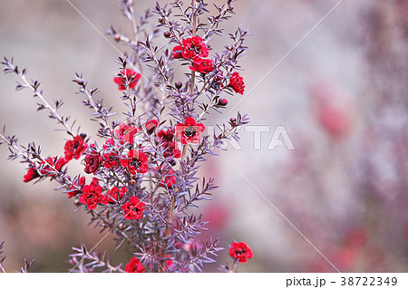 赤いギョウリュウバイの花 赤いギョウリュウバイの花 38722349