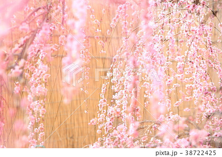 枝垂れ梅 枝垂れ梅 38722425