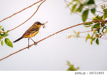 Western Yellow Wagtail or Motacilla flava on tree 38722805