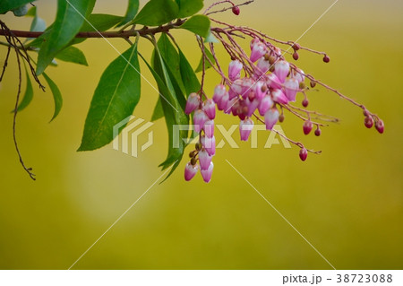 アセビの花 38723088