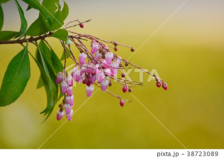アセビの花 38723089