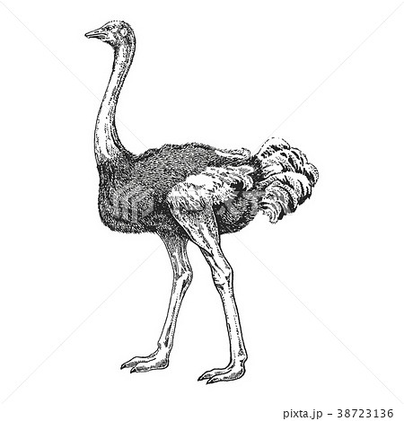 Zoo African Fauna Bird Ostrich Camel Birdのイラスト素材