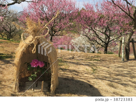 ワラボッチを被る牡丹と梅の花 38723383