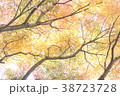紅葉 38723728