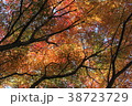 紅葉 38723729