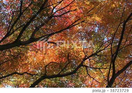 紅葉 紅葉 38723729