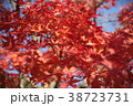 紅葉 38723731