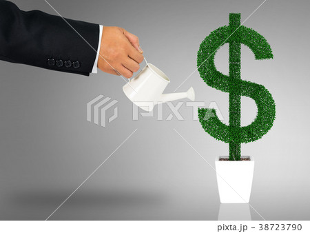 hand  watering dollar plant hand  watering dollar plant 38723790