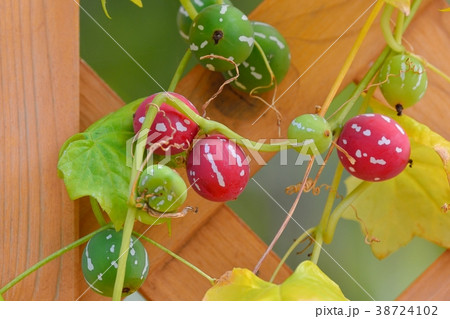 オキナワスズメウリ 38724102