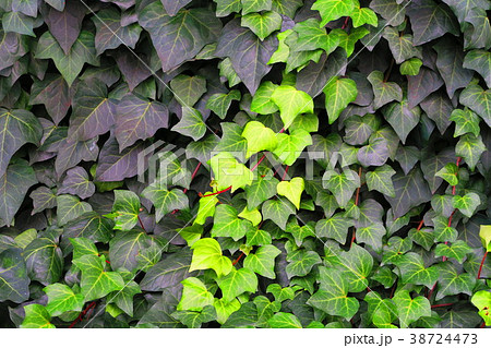 ツタ植物による壁面緑化の写真素材