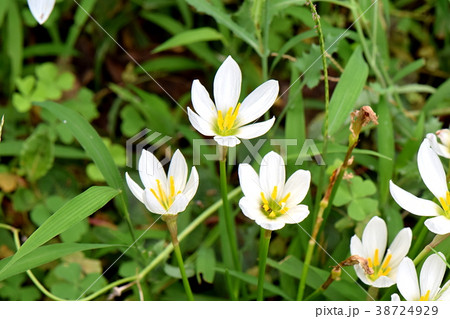 たますだれ たますだれ 38724929