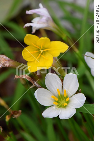 たますだれ 38724931