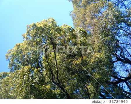 緑の自然 緑の自然 38724946