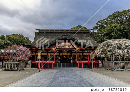 太宰府　梅 38725016